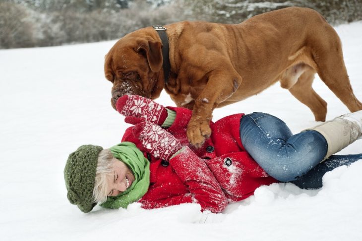 Winterurlaub mit Hund im Schnee