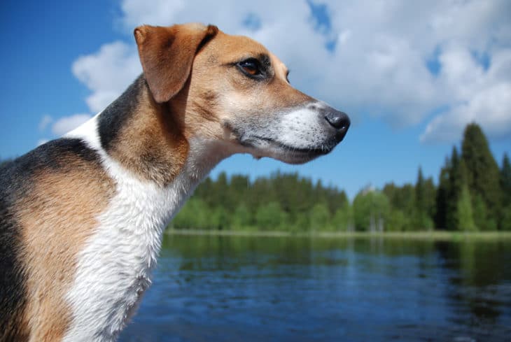 Urlaub mit Hund in Österreich