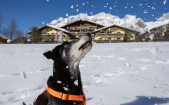 Almfrieden Hotel & Romantikchalet Almfrieden Hotel & Romantikchalet