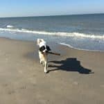 Strandferien mit Hund Strandferien mit Hund