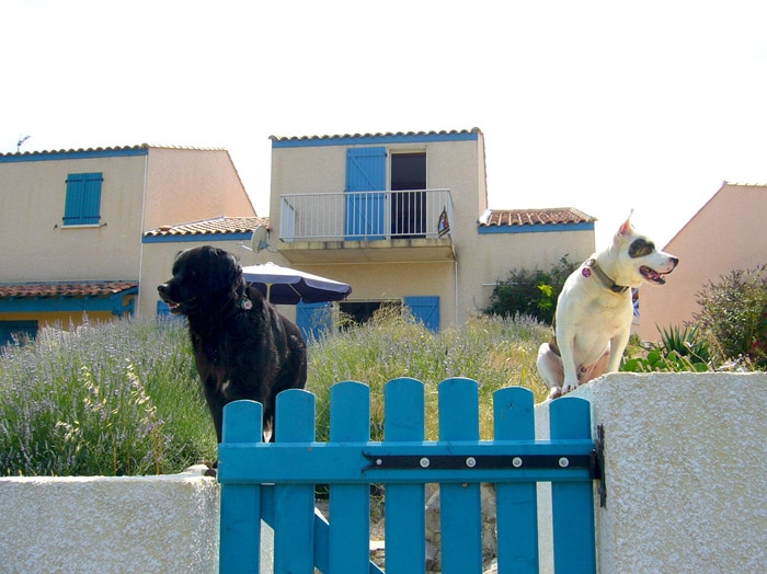 alliance forberede Implement Großes Ferienhaus mit Meerblick und WLan - Urlaub mit Hund St.Pierre la  mer, Aude, Frankreich, Okzitanien (Languedoc-Roussillon, Midi-Pyrenäen)  [TIPP]