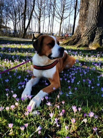 Pension Sonnleit´n – Ihr Urlaub mit Hund
