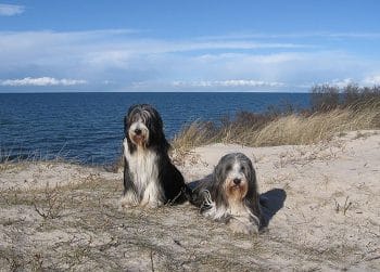 Haus Rieke direkt am Meer I Rügen