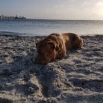 Strandhaus Bello Cane Strandhaus Bello Cane