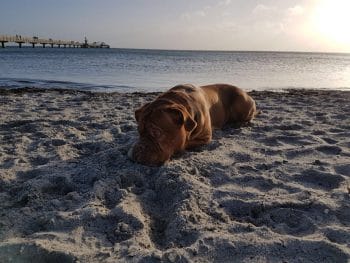Grömitz – Strandhaus Bello Cane
