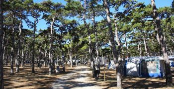 Hundefreudlicher Campingplatz Planik