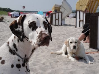 Grüne Siedlung. Hundefreundliche Appartements