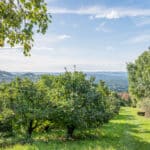 Quittenbäume Retter Bio-Natur-Resort