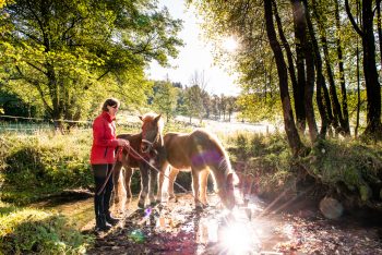 Reitzentrum Hausruckhof – Sporthotel Parcours