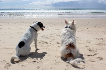 Apartments Zandvoort (Hundefreundlich)