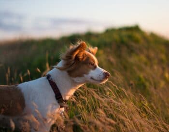 Kuscheltage für 2 + Hund an der Nordsee