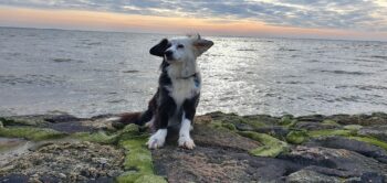 Ferienwohnung Nordsee Büsumer Deichhausen