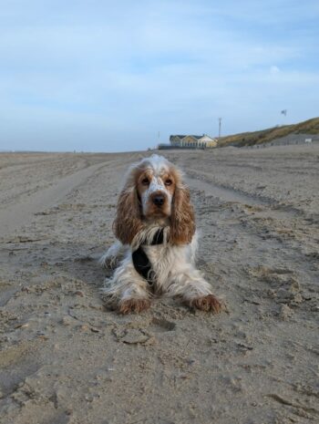 Chill-Chalet in Zeeland