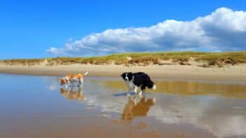 Zeeland Breeze Bonte Hoeve