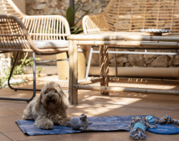 Casa Vacanze Myosotis