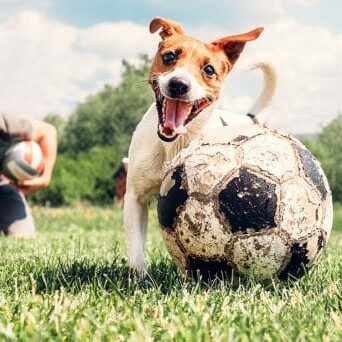 Ferienhaus mit Hund